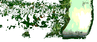 Ancient Forest